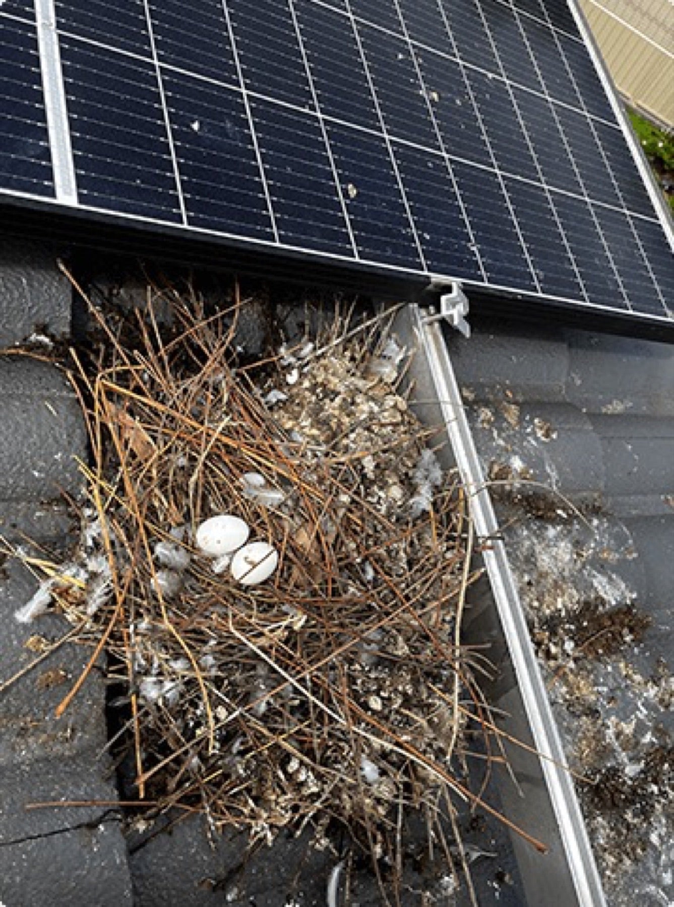 Birds, pigeons & pests love the shade under your panels.